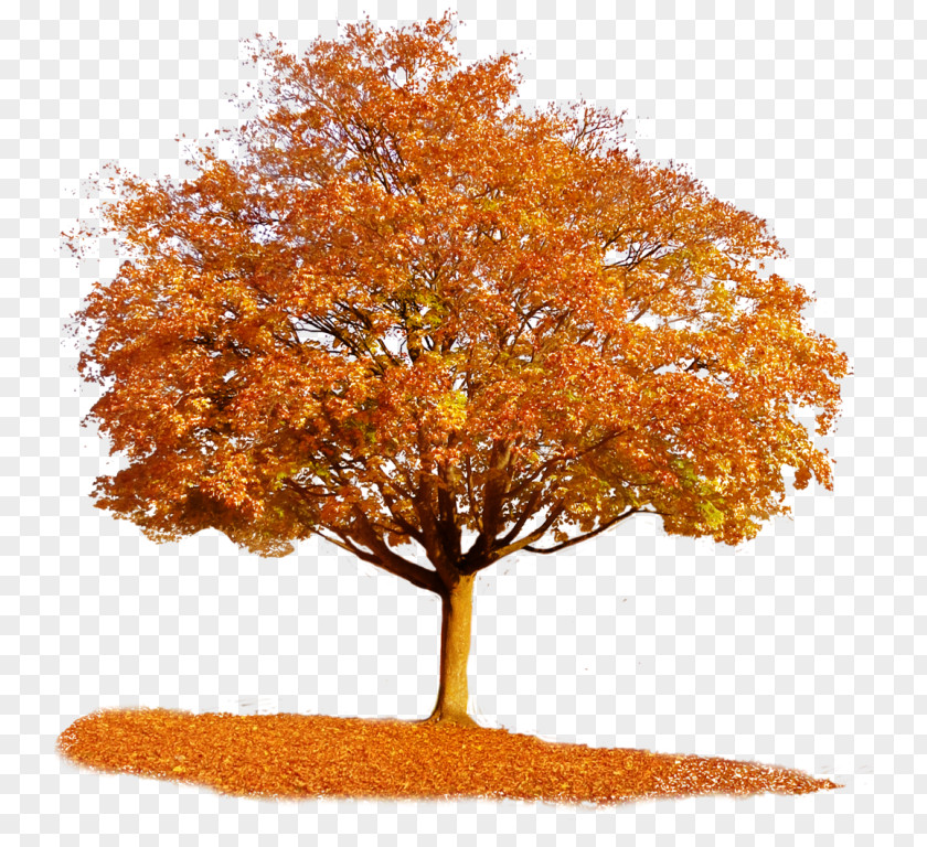 Tree Autumn Clip Art PNG