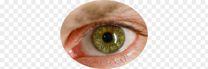 Eyes PNG clipart PNG