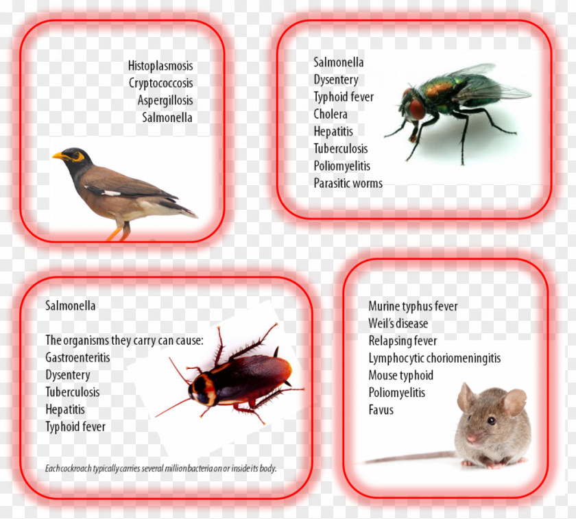 Pathogens Pest Control Insect Cockroach Brown Rat PNG