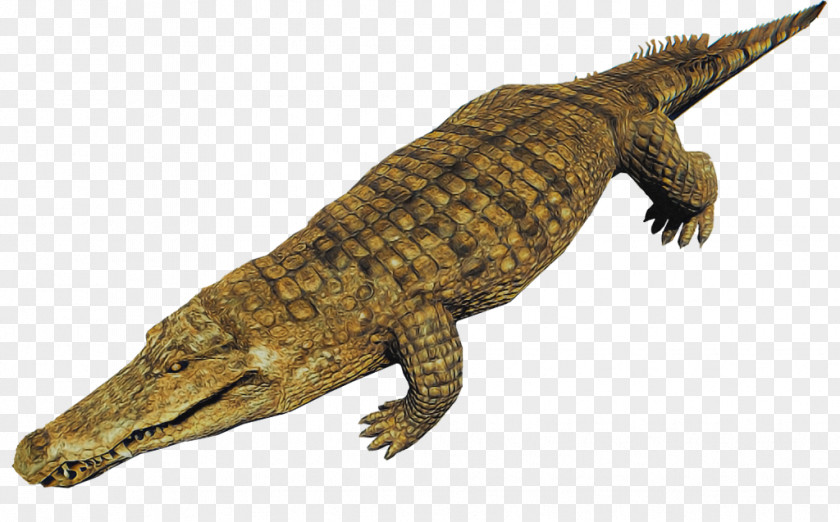 Reptile Crocodile Crocodilia Saltwater American PNG