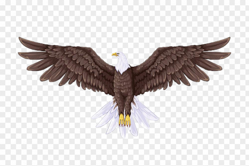 Sea Carving Body Computer Effect Map Bald Eagle Drawing Illustration PNG