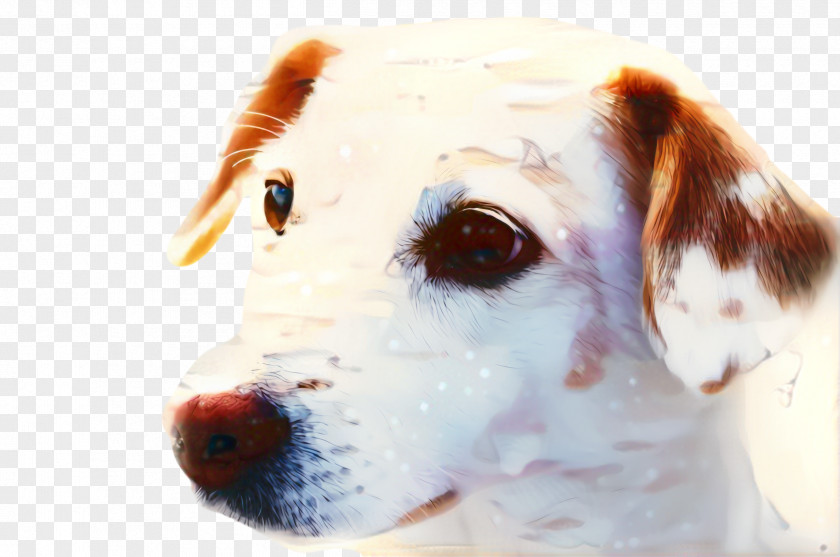 Ear Russell Terrier Dog And Cat PNG