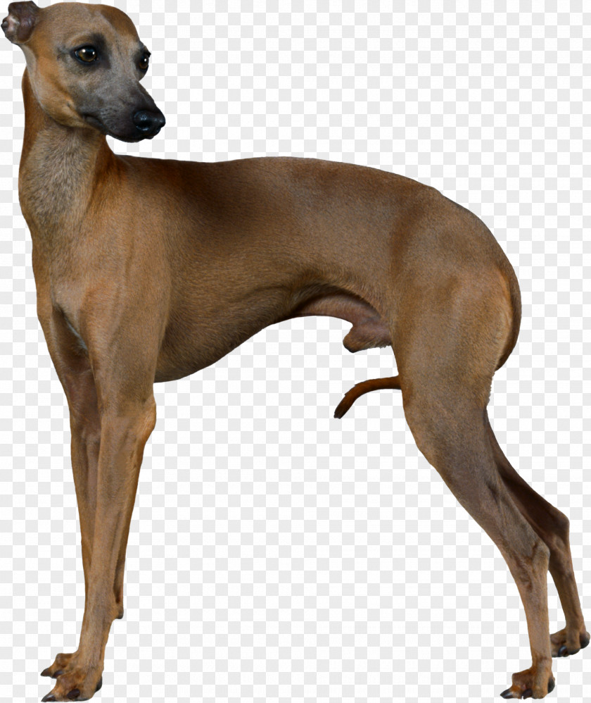 Greyhound Italian Whippet Sloughi Azawakh PNG