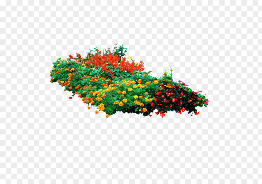 Plant Mexican Marigold Tree Computer File PNG