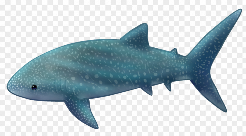 Requiem Sharks Whale Shark Squaliform Cetaceans Drawing PNG