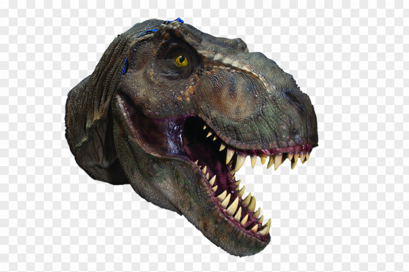 Dinosaur Spinosaurus Velociraptor Stegosaurus Giganotosaurus PNG