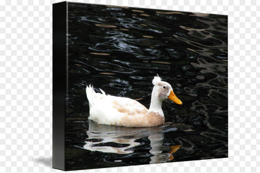Duck Goose Cygnini Feather Picture Frames PNG