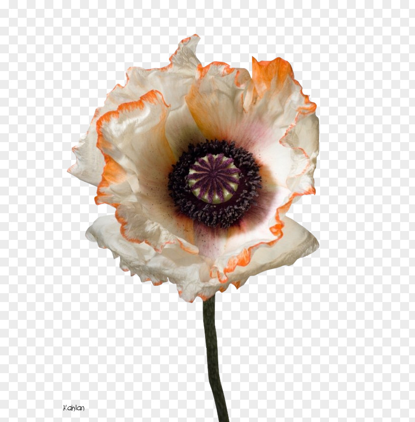 Flower Photography Photographer Poppy PNG