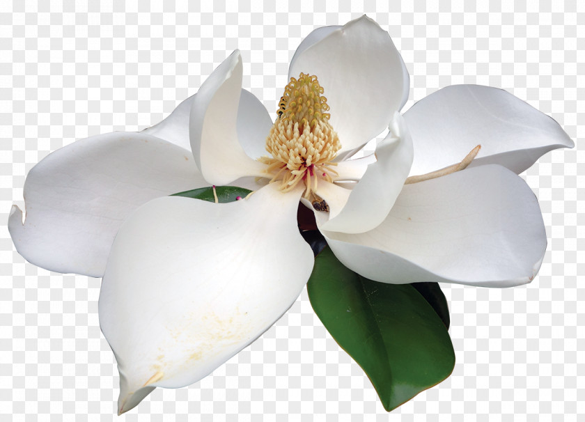 Flower Southern Magnolia Clip Art Image PNG