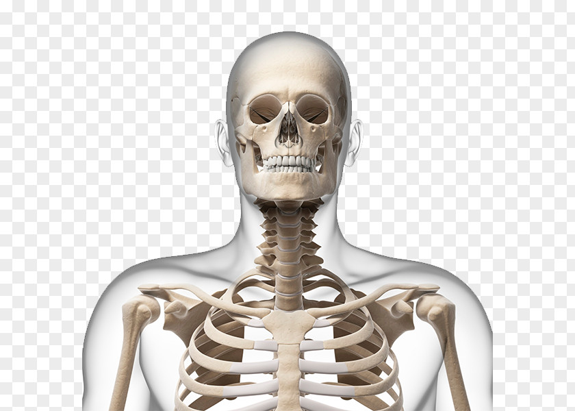Human Skeleton Picture Neck Bone Skull PNG
