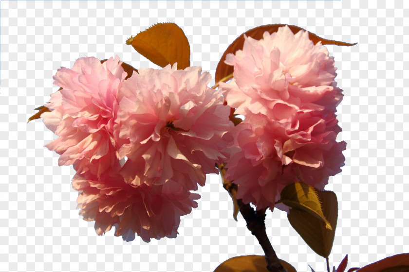 Japanese Cherry Blossoms Japan Blossom Floral Design PNG