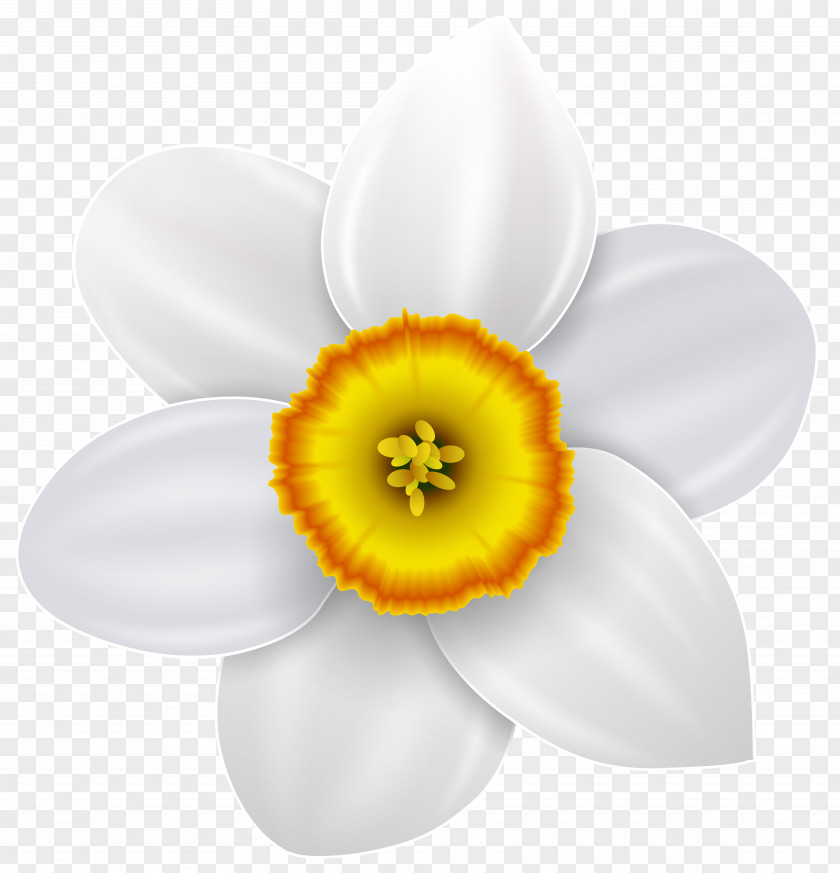 Narcissus Transparent Clip Art Image Can Stock Photo PNG