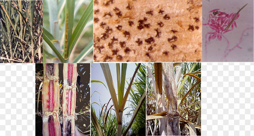Sugarcane Pathology Red Rot Ratooning Grassy Shoot Disease PNG