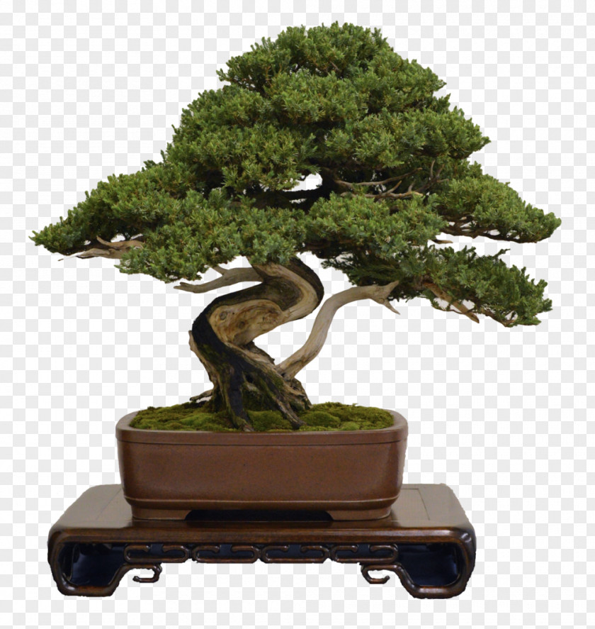 Bonsai National Foundation Houseplant Wire Tree PNG
