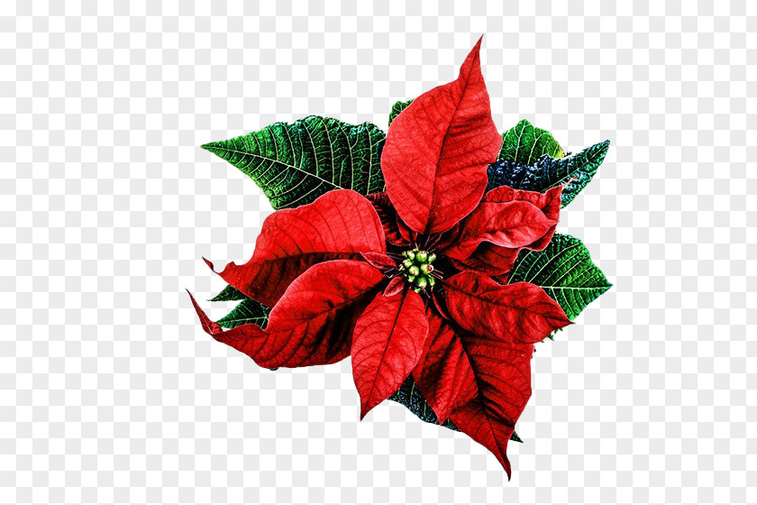 Christmas Day PNG