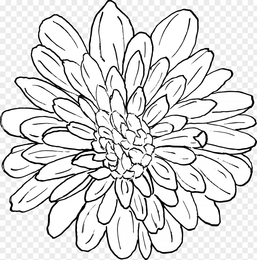 Chrysanthemum Floral Design Line Art Coloring Book Pattern PNG