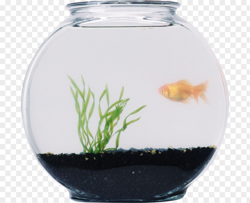 Fish Aquariums Clip Art PNG