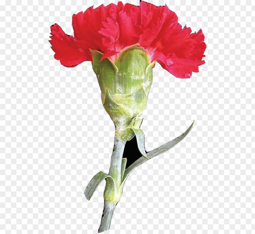 Mother's Day Garden Roses Carnation Flower Clip Art PNG