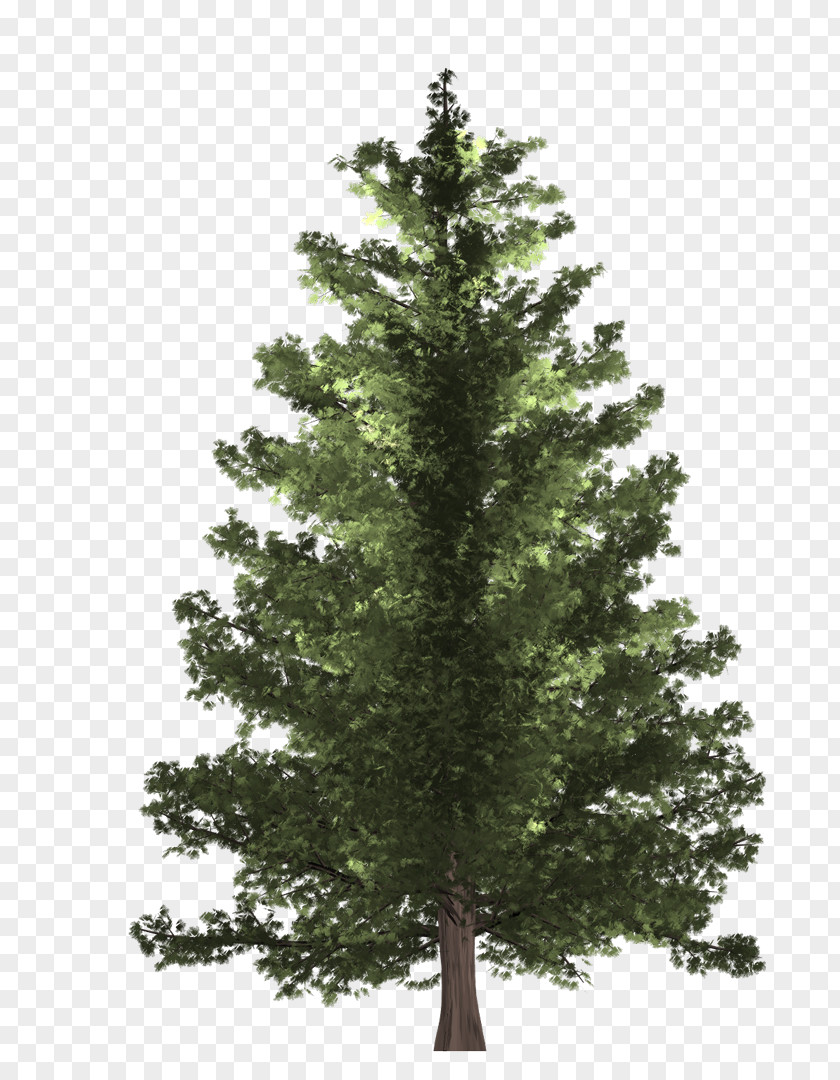 Pine Spruce Fir Christmas Tree PNG