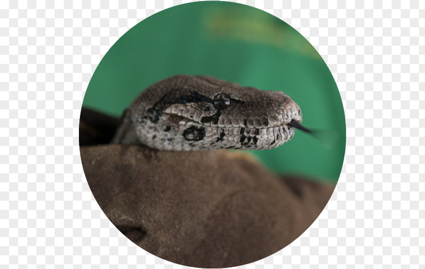 Snake Boa Constrictor Rattlesnake Boas Reptile PNG