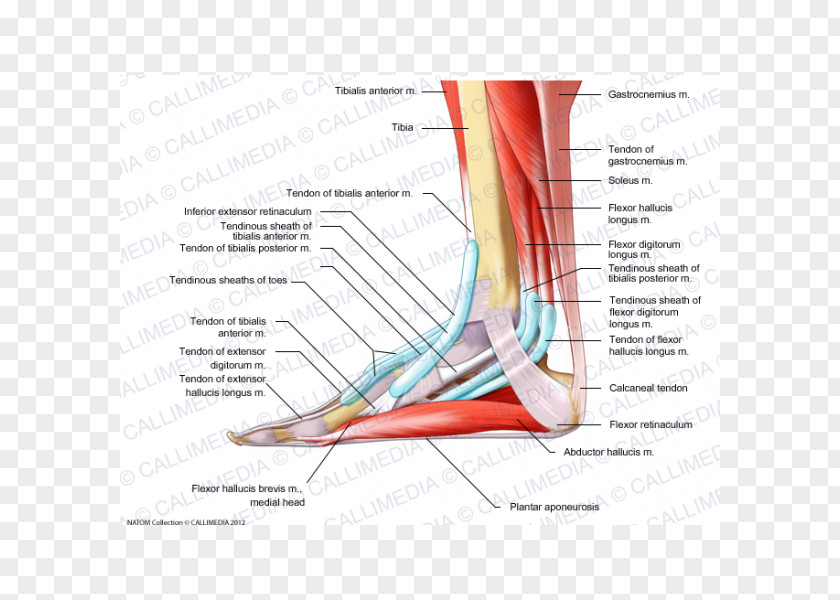 Tibia Elbow Foot Muscle Anatomy Aponeurosis PNG