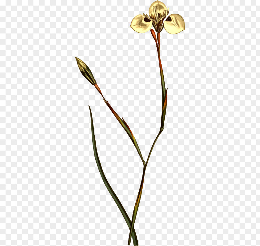 Trident Drawing Botany Flower Drawings Illustration PNG