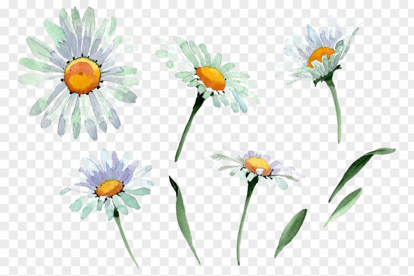 Yellow Wildflower Daisy PNG