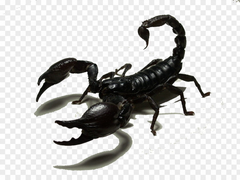 Black Scorpion Insect Sticker PNG