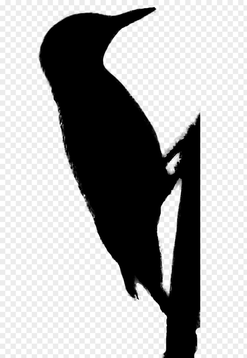 Beak Flightless Bird Clip Art Silhouette PNG
