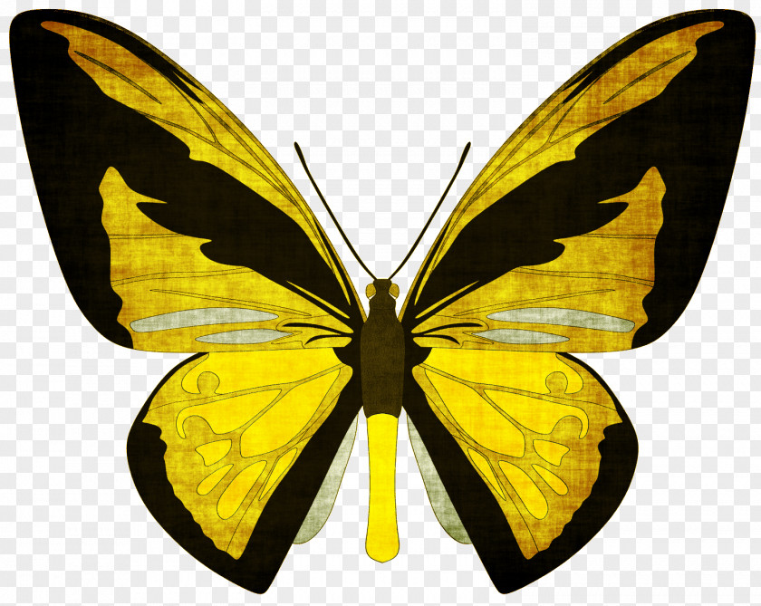 Butterfly Swallowtail Birdwing Ornithoptera Priamus PNG