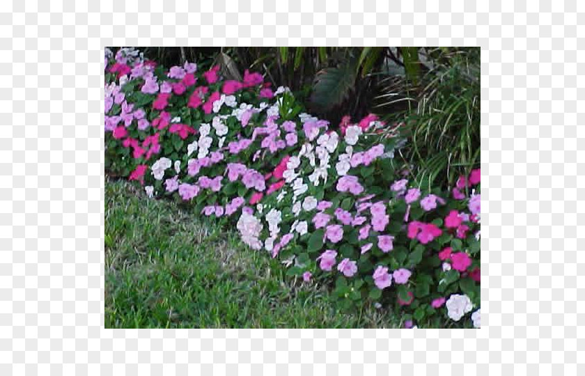 Flower Impatiens Pink Annual Plant Shade Garden PNG