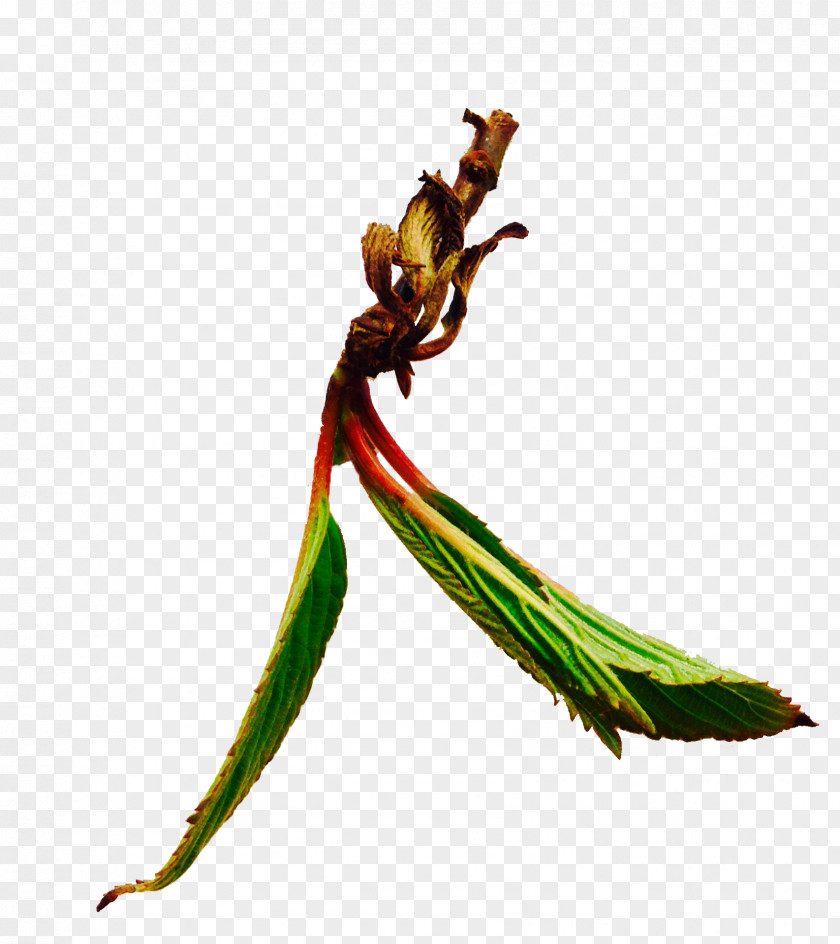 Insect Twig Plant Stem Pest PNG