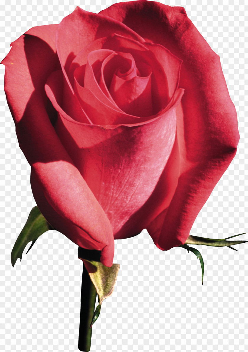 Pink Rose Beach Garden Roses Flower Clip Art PNG