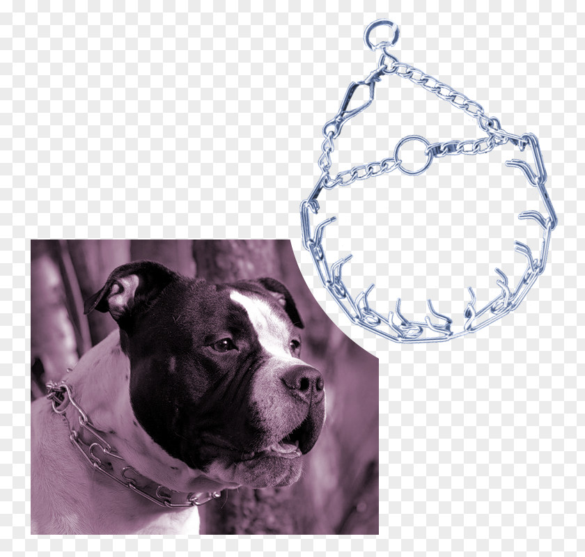 Pit Bull Boston Terrier American Staffordshire Leash PNG