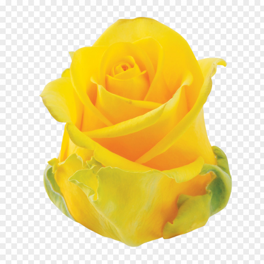 Rose Garden Roses Cut Flowers Petal PNG