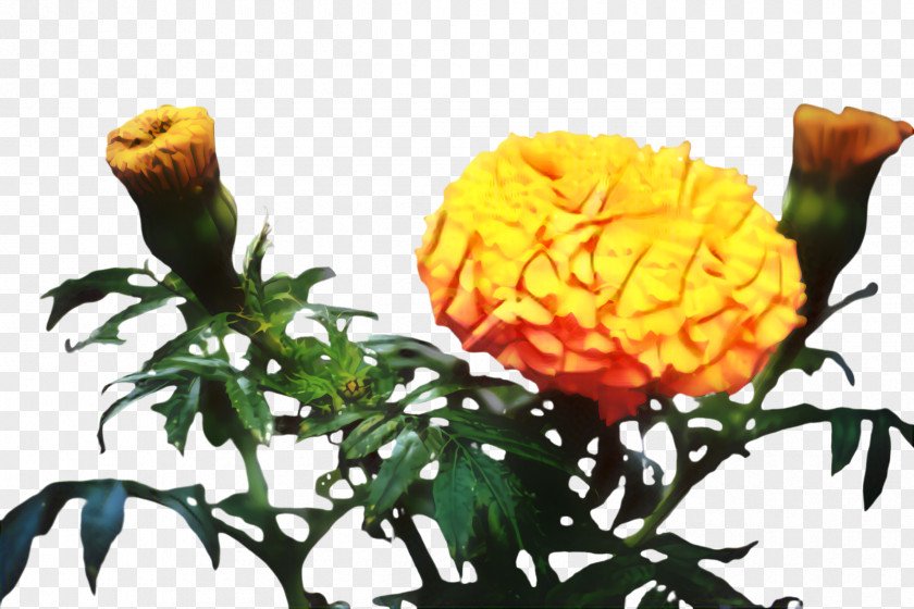 Rose Order Plant Stem Flowers Background PNG