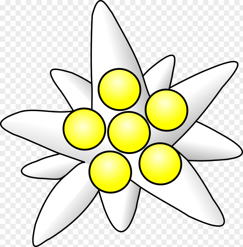 Edelweiss PNG clipart PNG