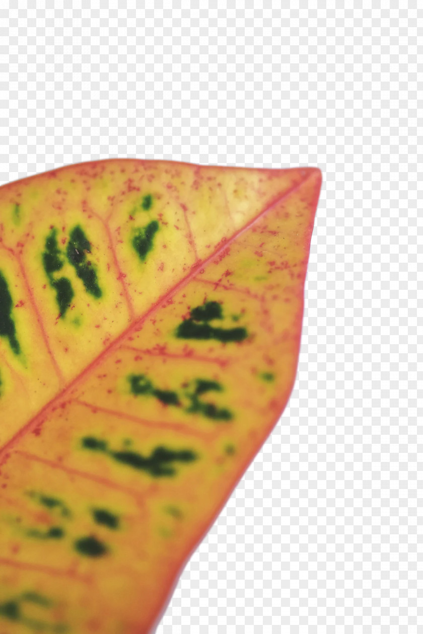 Leaf Yellow Close-up Plants Science PNG
