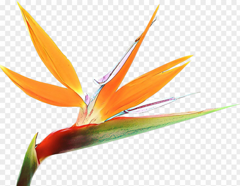 Petal Bird Of Paradise PNG