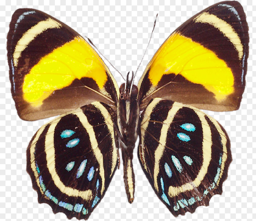 Rare Cliparts Butterfly Greta Oto Clip Art PNG