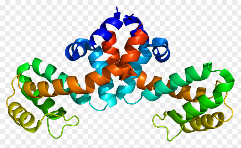 RGS1 Regulator Of G Protein Signaling Gene PNG