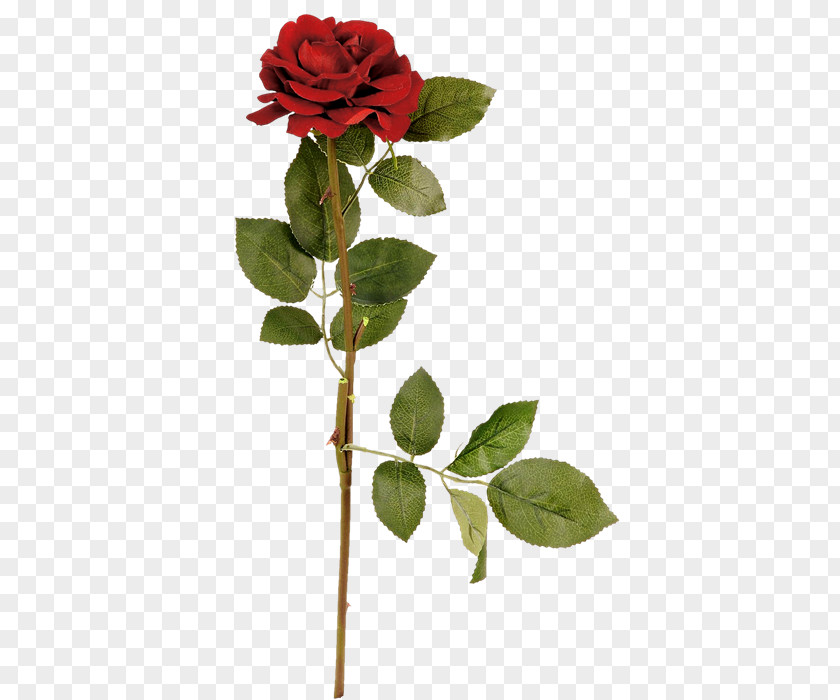 Zr Garden Roses Cabbage Rose Flower Clip Art PNG