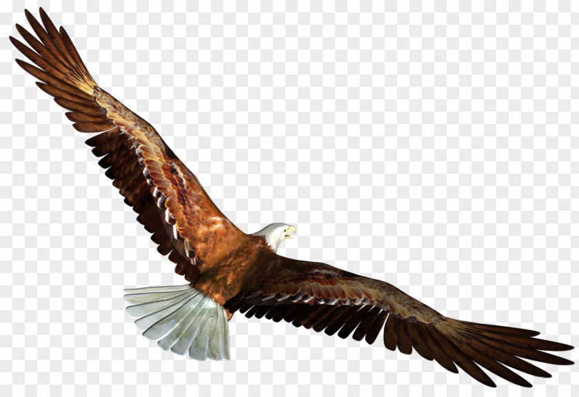 Eagle In Flight Transparent Picture Download Clip Art PNG