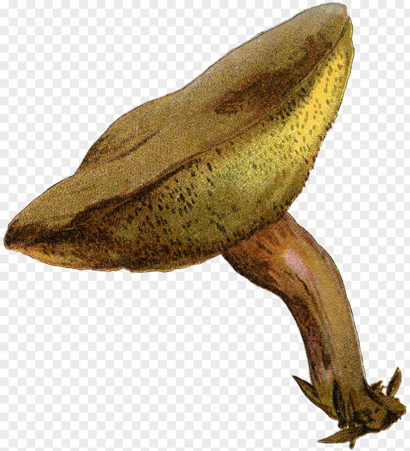 Mushroom Fairy True Frog Reptile Terrestrial Animal PNG