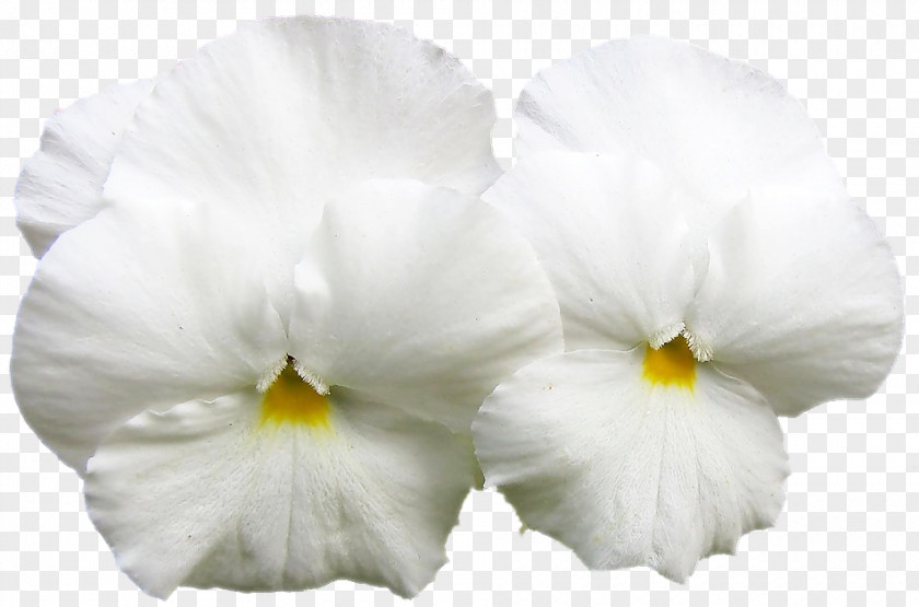 Pansy Moth Orchids PNG