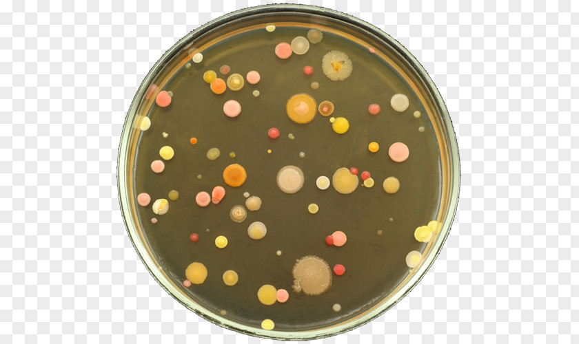Subtherapeutic Antibiotic Use In Swine Petri Dishes Bacteria Agar Plate Nutrient Colony PNG