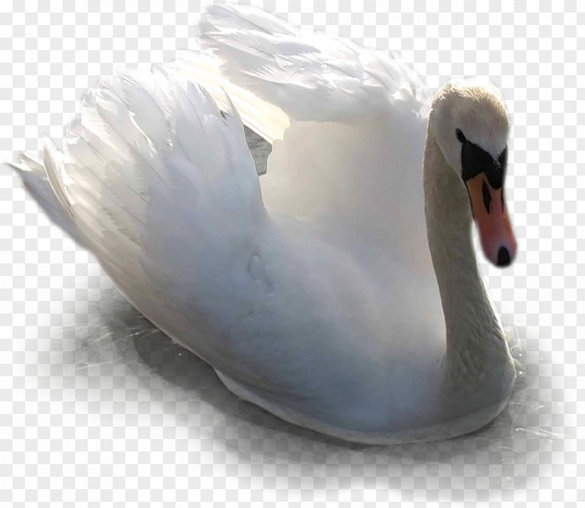 Swan Cygnini Duck Water Bird Goose PNG