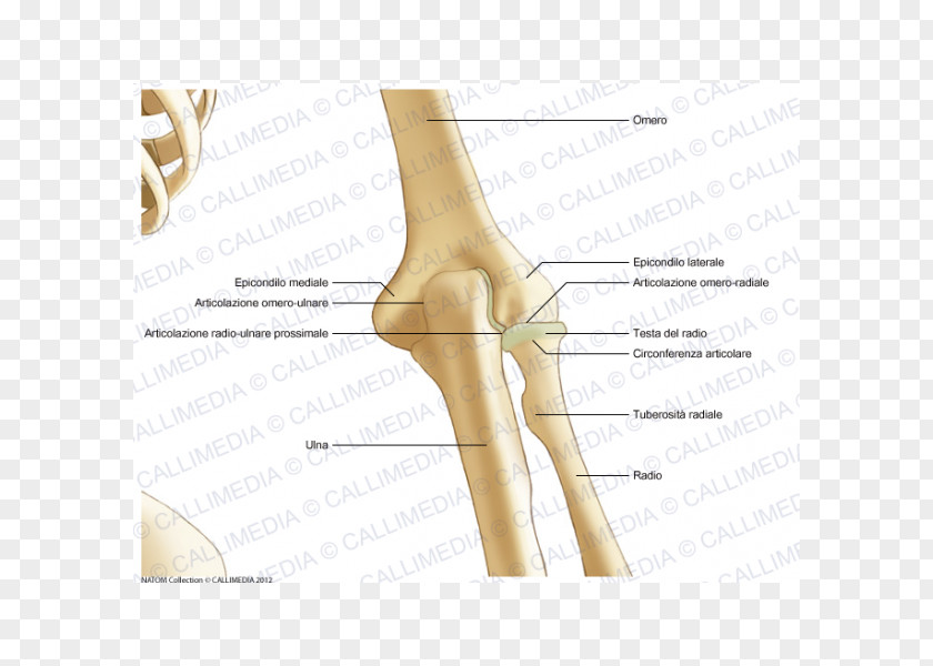 Thumb Elbow Bone Human Leg Anatomy PNG leg anatomy, skeletal system clipart PNG