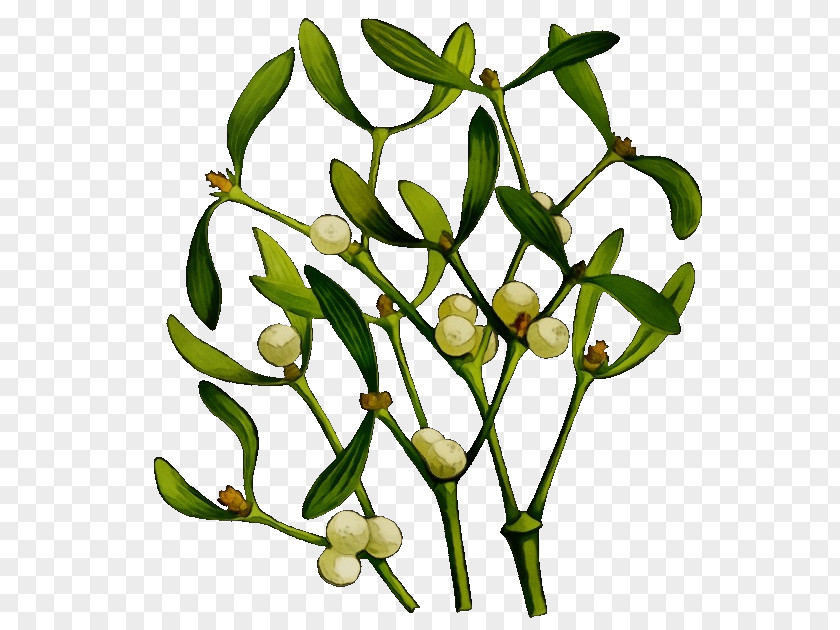 Bud Twig Plant Flower Branch Leaf Tree PNG