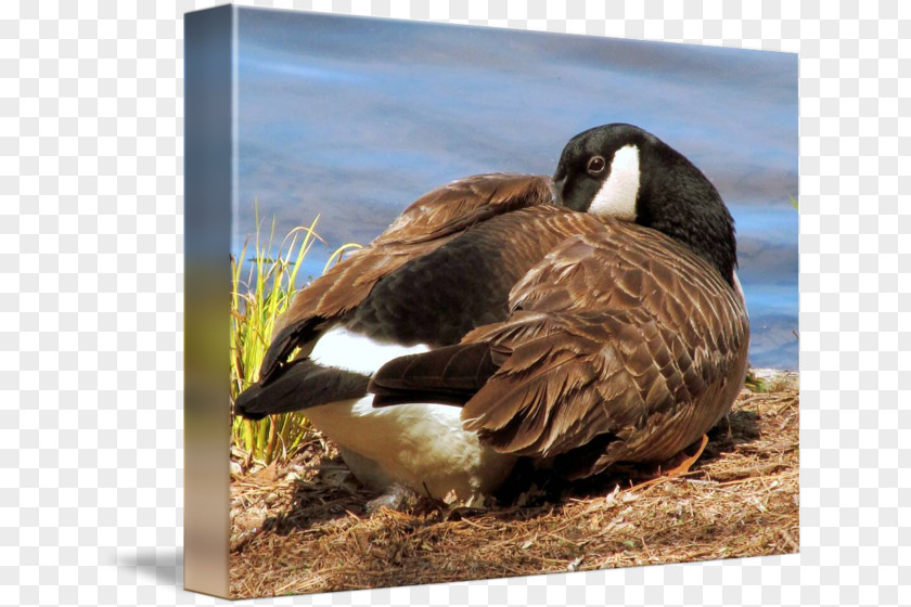 Canada Goose Duck Fauna Feather Beak PNG